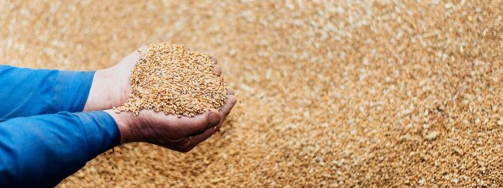 Value of missing paddy estimated at over Rs.65 Mn